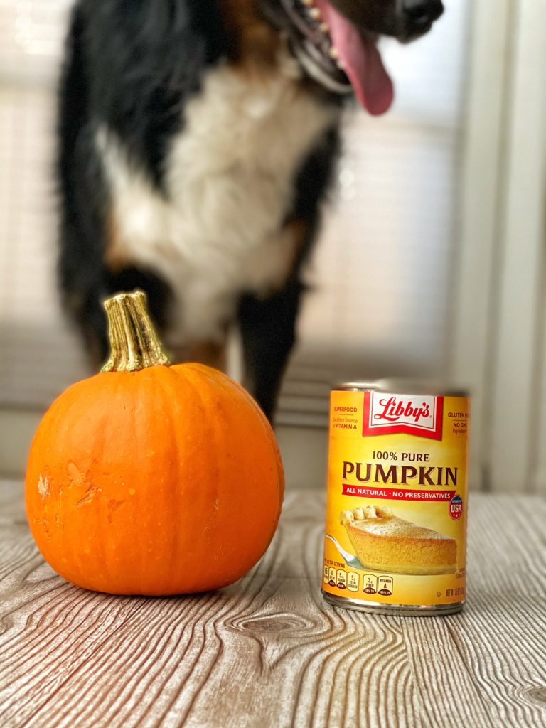 pumpkin and pumpkin puree sit next to each other with dog in the background dog treats pumpkin treats australian shepherd tampa dog photography jessica shaw photography