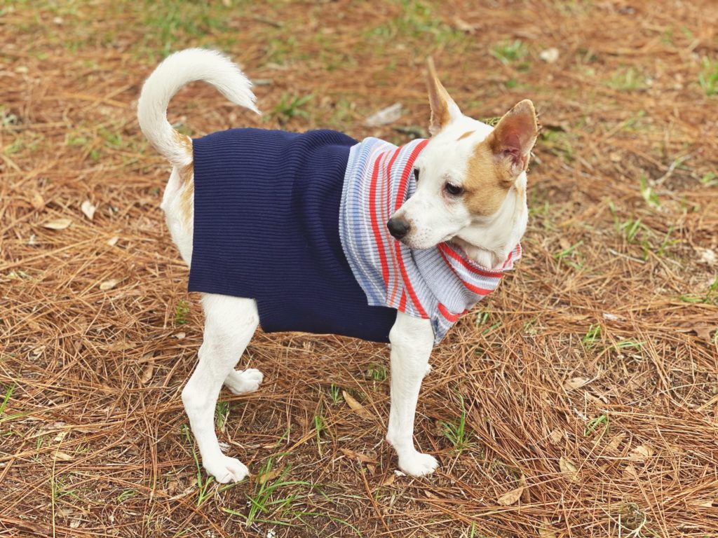 White dog in sweater made by jessica shaw photography pet photographer