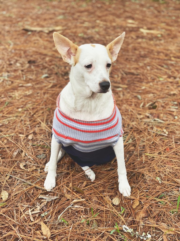 White dog in sweater made by jessica shaw photography pet photographer