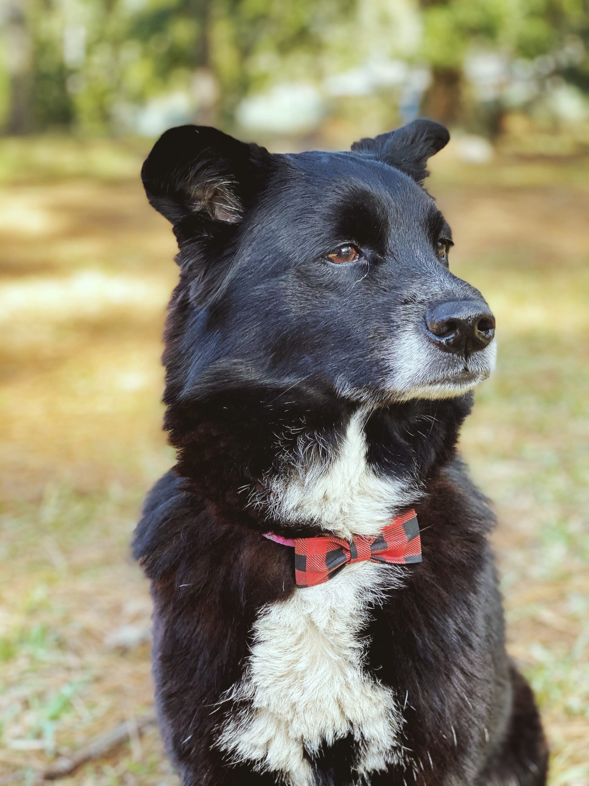 diy bow tie for dogs jessica shaw photography