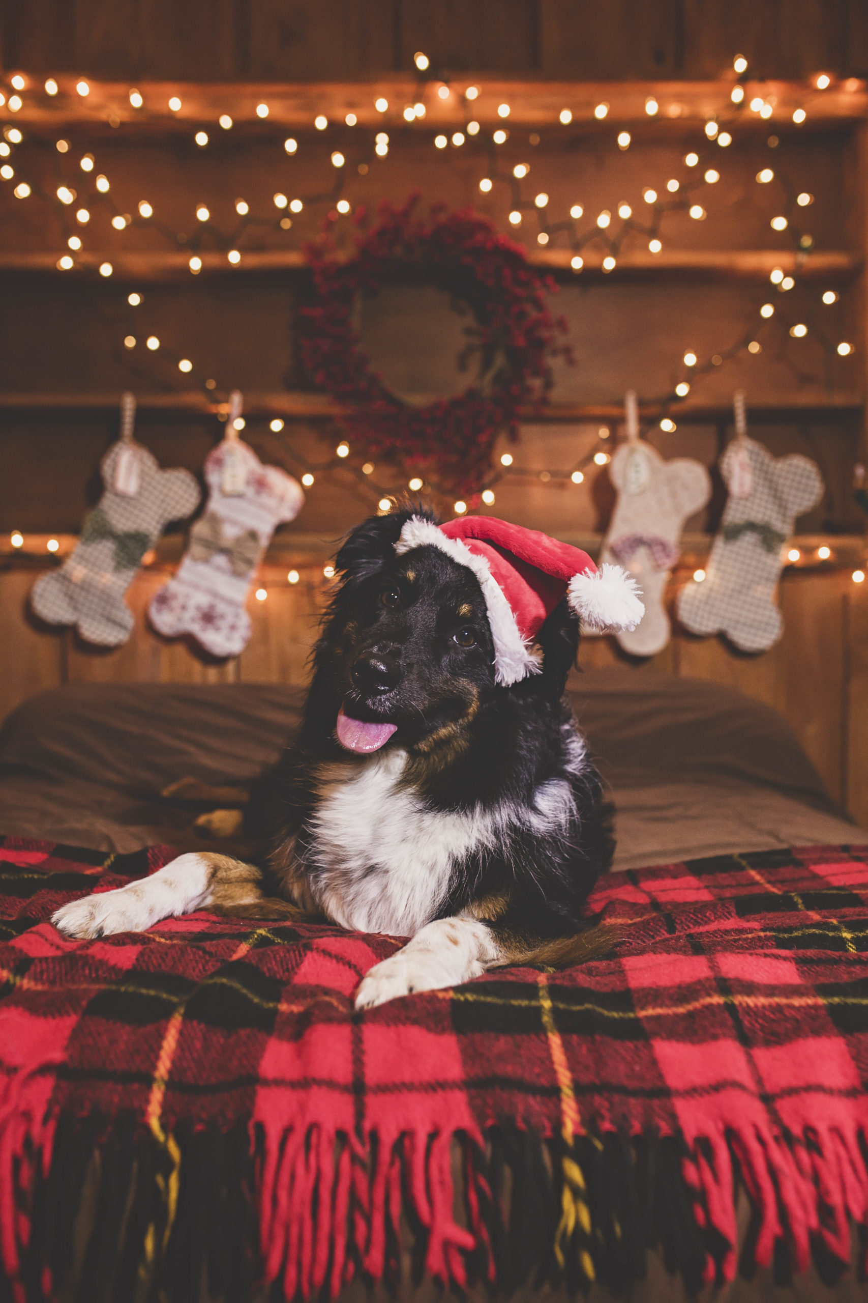 Australian Shepherd lays on bed in a christmas scene and wearing a santa hat jessica shaw photography