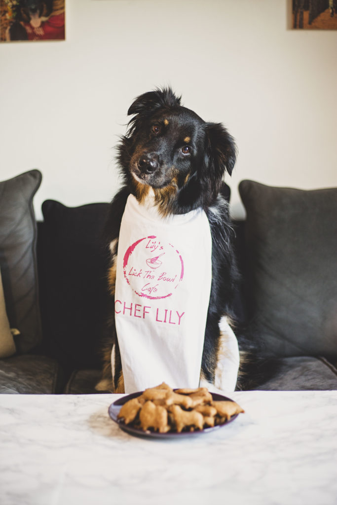 Australian shepherd sitting behind a plate of dog treats with head tilted jessica shaw photography